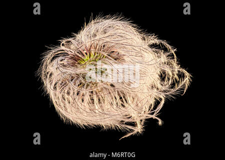 Saatgut Staats Clematis macropetala 'Lagune' Stockfoto