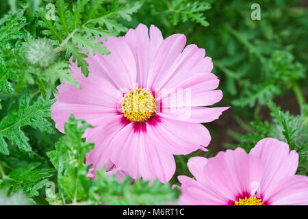 Rosa Blumen Cosmos - Cosmos Bipinnatus ensation Gemischt' Stockfoto