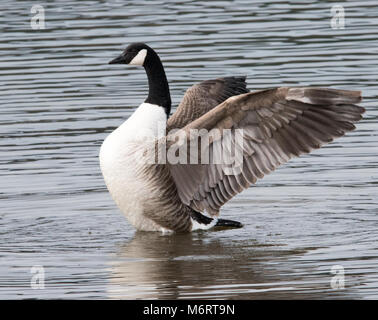 Kanadagans (Branta canadensis) Stockfoto