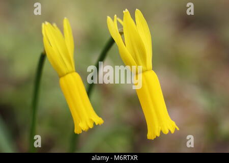 Narcissus cyclamineus, oder Cyclamen blühenden Narzissen, in der Blüte im späten Winter/Frühjahr, Großbritannien Stockfoto