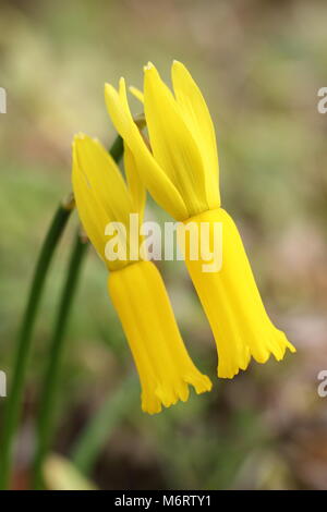 Narcissus cyclamineus, oder Cyclamen blühenden Narzissen, in der Blüte im späten Winter/Frühjahr, Großbritannien Stockfoto