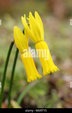 Narcissus cyclamineus, oder Cyclamen blühenden Narzissen, in der Blüte im späten Winter/Frühjahr, Großbritannien Stockfoto