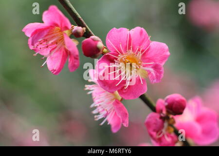 Prunus japanische Aprikose 'Beni-Chidori 'Japanische Aprikose Baum, Blüte im Februar, Großbritannien Stockfoto