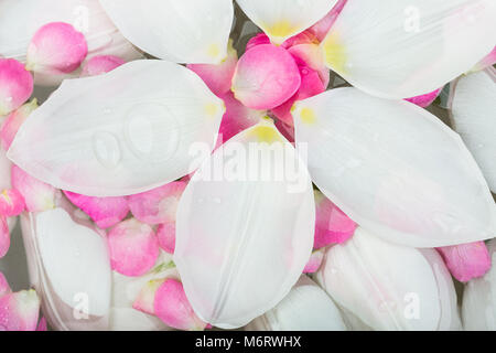 Natur, Blumenarrangements, Schönheit Konzept. Es gibt herrliche Hintergrund der Ovale weiße Blätter, die von Tulip Knospen fielen, sie waren sauber Farbe und y Stockfoto