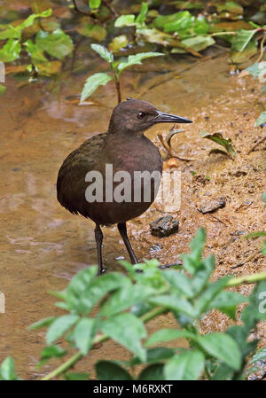 White-throated Rail (Dryolimnas cuvieri Cuvieri) Unreife at Waters Edge, madagassischen Endemisch Perinet, Madagaskar Oktober Stockfoto