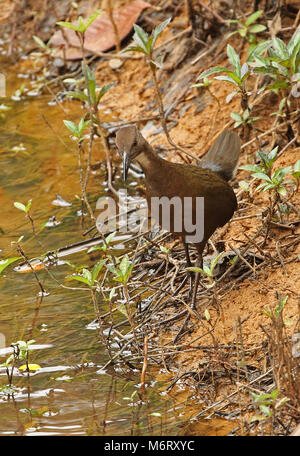 White-throated Rail (Dryolimnas cuvieri Cuvieri) Unreife at Waters Edge, madagassischen Endemisch Perinet, Madagaskar Oktober Stockfoto