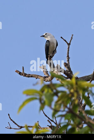 White-headed Vanga (Artamella viridis annæ) Erwachsene auf die baumkrone sitzend, madagassischen endemisch Ampijoroa Wald Station, Ankarafantsika finden, Madagasca Stockfoto