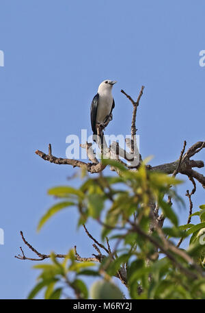 White-headed Vanga (Artamella viridis annæ) Erwachsene auf die baumkrone sitzend, madagassischen endemisch Ampijoroa Wald Station, Ankarafantsika finden, Madagasca Stockfoto