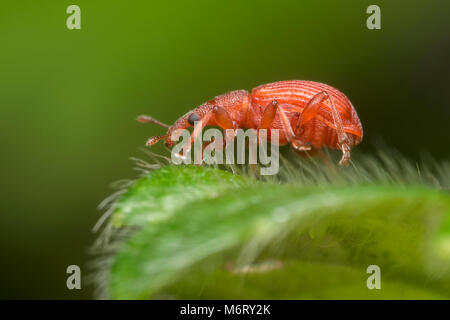Saatgut Rüsselkäfer (Apion sp.) auf der Anlage des Blattes. Tipperary, Irland Stockfoto
