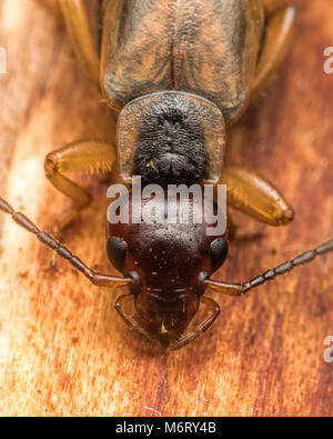 Gemeinsame Earwig (Forficula auricularia) Nahaufnahme der Kopf, die Augen und die Antennen. Tipperary, Irland Stockfoto