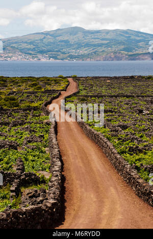 Straße zwischen Weinbergen. Alte Weinberge mit Steinen umgeben sind Teil des UNESCO Welt Heriage. Stockfoto