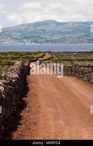 Straße zwischen Weinbergen. Alte Weinberge mit Steinen umgeben sind Teil des UNESCO Welt Heriage. Stockfoto