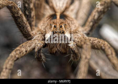 Baumschule Web Spider (Pisaura mirabilis) auf dem Boden aufliegt. Nahaufnahme des Gesichts. Tipperary, Irland Stockfoto