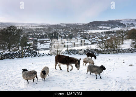 Schnee zu begleichen, North Yorkshire, März 2018. Über der Stadt ein Esel und Schafe atempt extremen winterlichen Bedingungen zu grasen. Stockfoto