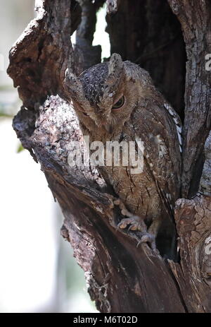 Torotoroka Scops Owl (Otus madagascariensis) Erwachsene tagsüber rost Ampijoroa Wald Station, Madagaskar November Stockfoto