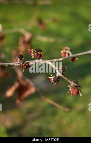 Parrotia persica Blüte Stockfoto