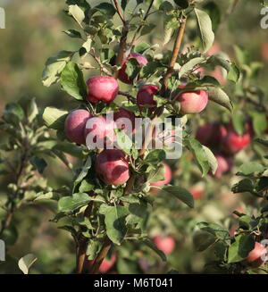 Reife äpfel auf apple tree branch Stockfoto
