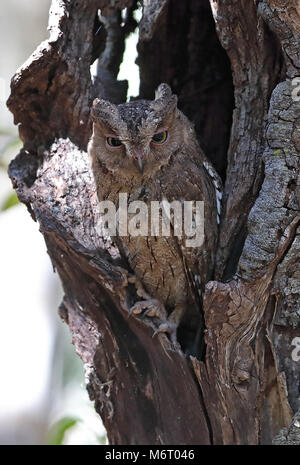 Torotoroka Scops Owl (Otus madagascariensis) Erwachsene tagsüber rost Ampijoroa Wald Station, Madagaskar November Stockfoto