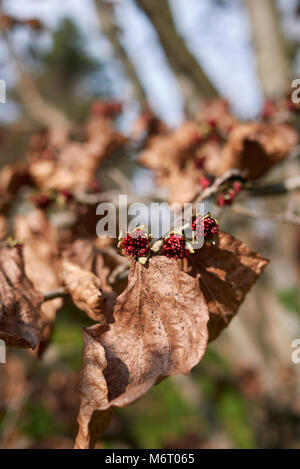 Parrotia persica Blüte Stockfoto