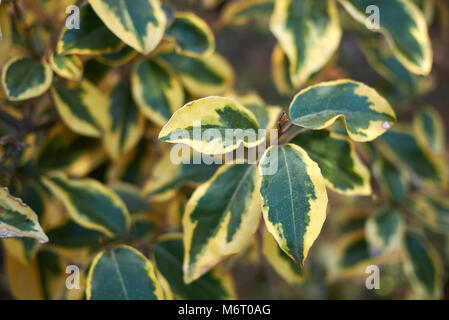 Elaeagnus pungens maculata Zweig Stockfoto