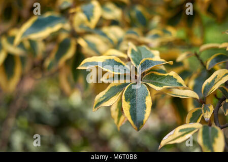 Elaeagnus pungens maculata Zweig Stockfoto