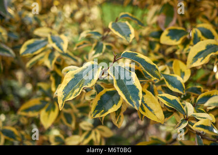 Elaeagnus pungens maculata Zweig Stockfoto