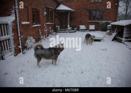 Husky im Schnee spielen Stockfoto
