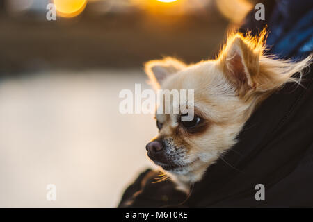 Kleine süße Chihuahua Hund in den Armen. Junge Welpen, große Augen nett, schönes Gesicht. Sonnenuntergang im Hintergrund. Stockfoto