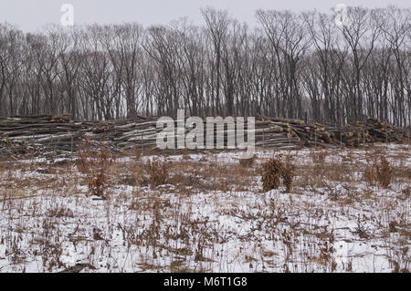 Die Stämme und Protokolle der Bäume liegen hinter dem Zaun. Die entwaldung. Viele Baumstämme sind in einer Waldlichtung von den Bäumen der gelöscht gestapelt Stockfoto