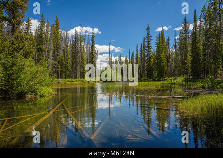 Alturas Lake Creek, Sawtooth Mountains, Idaho Stockfoto