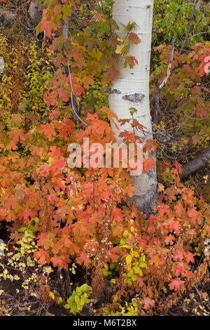 Aspen Stamm und Falllaub, Uinta National Forest, Wasatch Berge, Utah Stockfoto