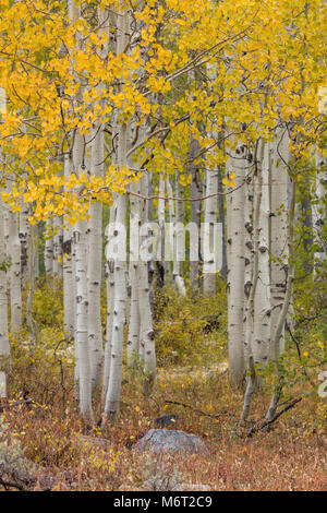 Espe Wald, Wasatch National Forest, Wasatch County, Utah Stockfoto