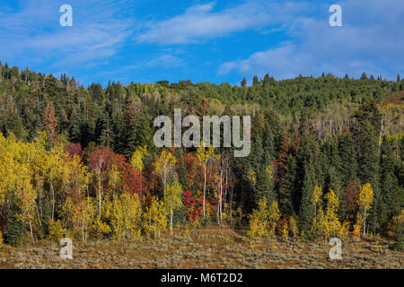 Herbstfarben, Alpine Loop, Wasatch Berge, Utah Stockfoto