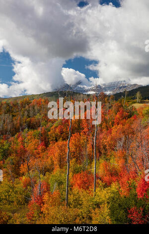 Herbstfarben, Mount Timpanogos, Wasatch Berge, Utah Stockfoto