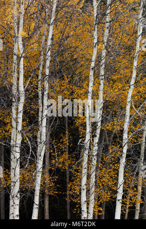 Stand der Espen in Fallen, Banff National Park, Alberta, Kanada Stockfoto