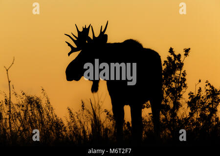 Ein Bull Moose in der Brunftzeit gegen orange Himmel Sonnenuntergang und Gras Silhouette Stockfoto