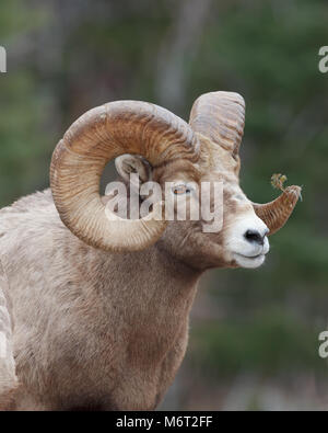 Berg Schafe Portrait mit Forrest Hintergrund Stockfoto