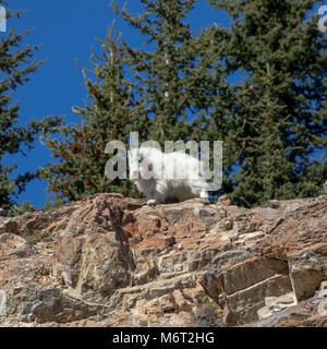 Hoch oben auf der Spitze einer Klippe die windig, aber sicheres Zuhause für Bergziegen. Stockfoto