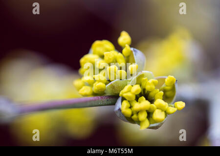 Blüten eines Carneol cherry Bush (Cornus Mas) im frühen Frühling. Stockfoto