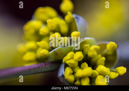 Blüten eines Carneol cherry Bush (Cornus Mas) im frühen Frühling. Stockfoto