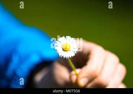 Eine kleine Kamille in der Hand auf einem blauen Hintergrund Stockfoto