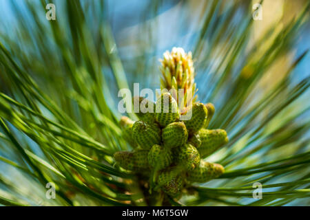 Feder. Die Wunder, die wir nicht bemerken... Kiefer Blume sieht aus wie eine tropische Frucht oder Seeanemonen. Stockfoto