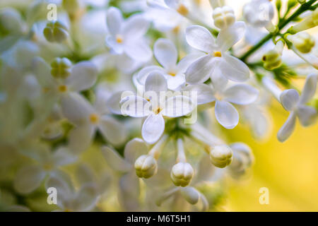 Lila Blumen blühen. Zusammenfassung Hintergrund. Makro-Foto. Stockfoto