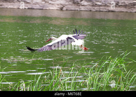 Der Weißstorch. Der Storch im Flug. Stockfoto