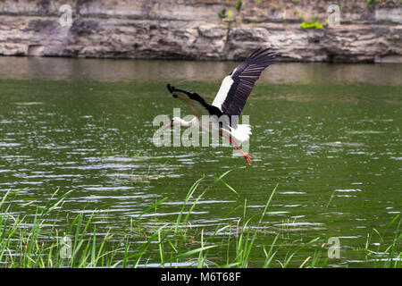 Der Weißstorch. Der Storch im Flug. Stockfoto