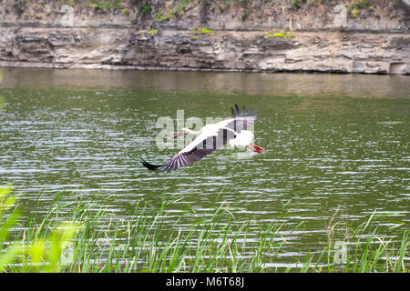 Der Weißstorch. Der Storch im Flug. Stockfoto