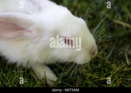 Kleine lustige Hasen auf dem Feld im Sommer. Stockfoto