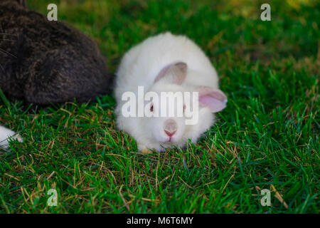 Kleine lustige Hasen auf dem Feld im Sommer. Stockfoto