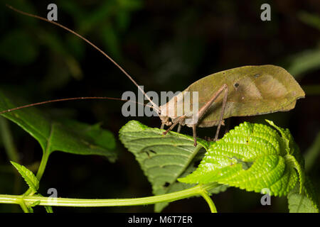 Bush Cricket oder katydid, Bakhuis, fotografiert in der Nacht im Dschungel. Suriname, Südamerika Stockfoto