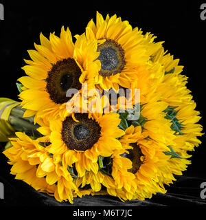 Blumenstrauß aus hellen Sonnenblumen auf schwarzem Hintergrund Stockfoto